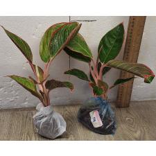 Аглаонема Помада (Розовая) / Aglaonema  Lipstick (Pink) A-114