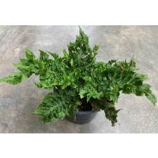 Nephrolepis exaltata sp ‘Curly leaf 181/1