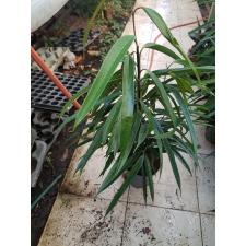 Ficus Alii 17 cm pot 1200