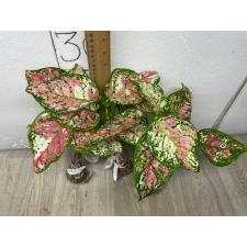 Aglaonema Tri colors A-110