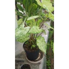 caladium sp var 19 cm pot