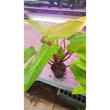 Philodendron 'painted Lady' 12 cm pot 01,02,22