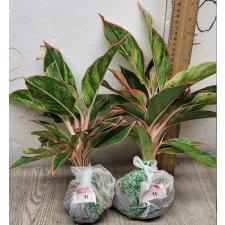 Аглаонема Аврора - Розовый большой лист / Aglaonema Aurora - Pink Big leaves A-11