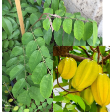 Averrhoa carambola 'B17' (grafted) 28