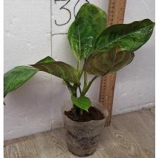 Аглаонема Арми Год / Aglaonema Army God A-76