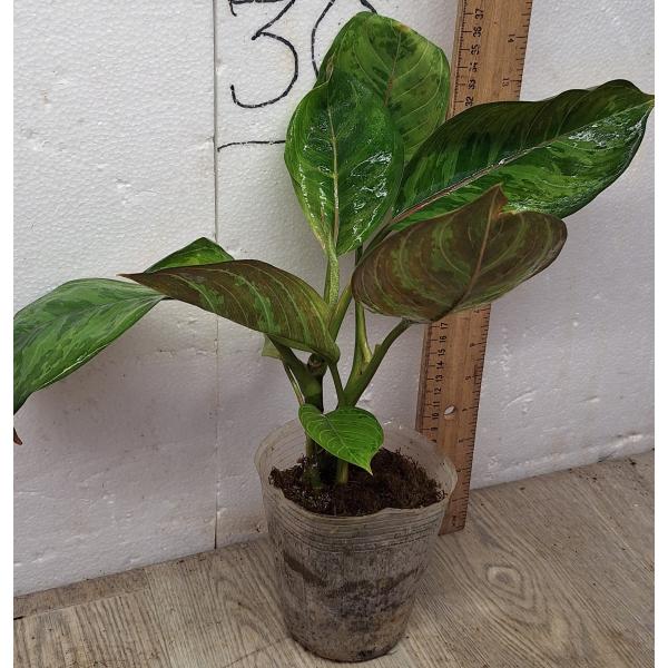 Аглаонема Арми Год / Aglaonema Army God A-76