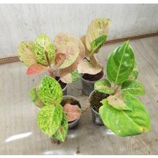 Aglaonema anklet gold/ Gamlai Thong A-87 pot