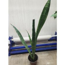 sansevieria green pot