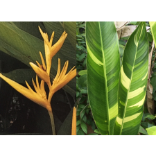 Heliconia 'Golden Torch' variegated 125/1