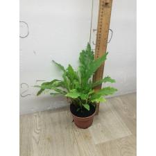 Asplenium Nidus 'campio' pot