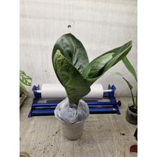 Anthurium jenmanii round leaves