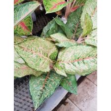 Aglaonema Fortune A-86