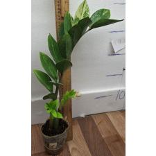 Замиокулкас замифолия варегатная (короткий лист) / Zamioculcas zamiifolia variegated (short leaf) (M)