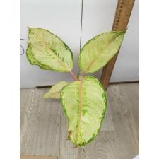 Aglaonema Frozen A-26