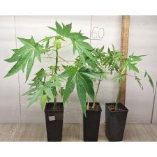 papaya sp hybrid (M) pot