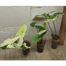 Syngonium White Variegated Leaves