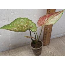Каладиум двухцветный / Caladium bicolor