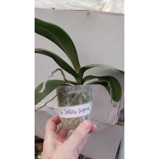 Фаленопсис И-Хсин Йеллоу Леопард / Phal. I-Hsin Yellow Leopard 2.5" B36 octob