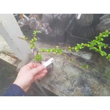 Randia sp.(T01) dwarf 421