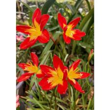 Zephyranthes Young love