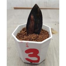 Zamioculcas zamiifolia black variegated (1 leaves) НОМЕР 3