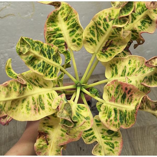 Кодиеум Чана Чай / Codiaeum Chana Chai 42