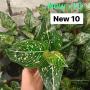 Aglaonema NEW10 Green Spot