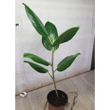 Ficus benghalensis м