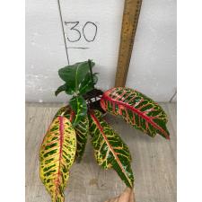 Codiaeum Flame Dragon