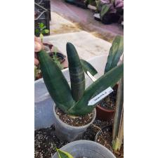 Sansevieria cylindrica 'Obake' 824