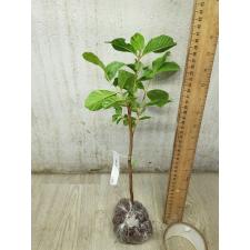 Psidium guajava 'Paen See Thong' variegated (S) 237/1