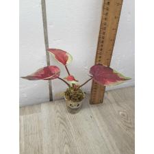 Caladium sp C-8