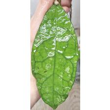 Хойя сп. перак (Мишка Тедди) красная корона / hoya sp perak (teddy bear) red corona