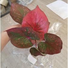 Caladium sp C-21