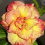 Adenium  EK 7085