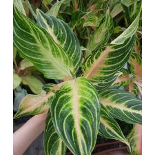 Aglaonema T22 Pink Panama