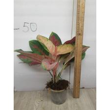 Aglaonema Orange Velvet pot