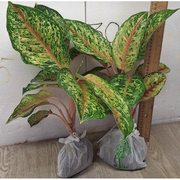 buy variegated monstera deliciosa Monstera Deliciosa Mint Variegated  Plantamani Plants