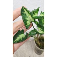 Syngonium 'Money Cup' - 'Godzilla'