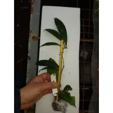 Hoya callistophylla No.2 (long leaf)            606