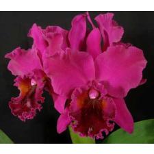 Блк. Тубтим Сиам #11 / Blc. Tubtim Siam #11