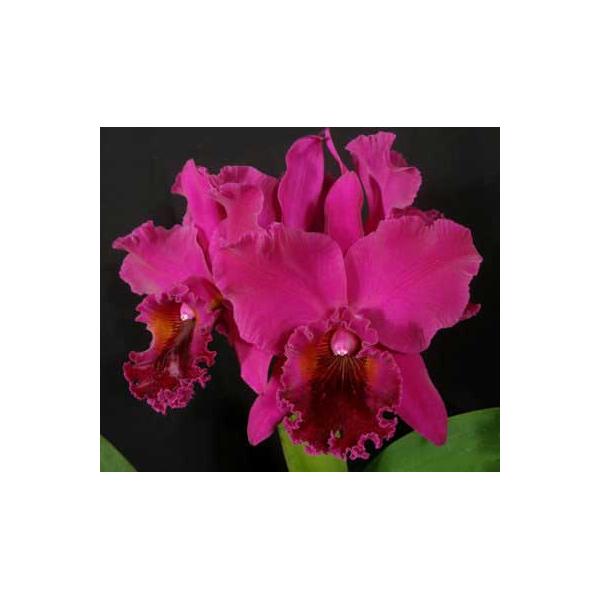 Блк. Тубтим Сиам #11 / Blc. Tubtim Siam #11