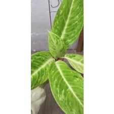 Aglaonema Sun drop A-38 Уценка