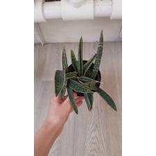 sansevieria fischeri L - 2200p