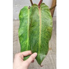 Филодендрон Оранжевый Мармелад / Philodendron ORANGE MARMALADE