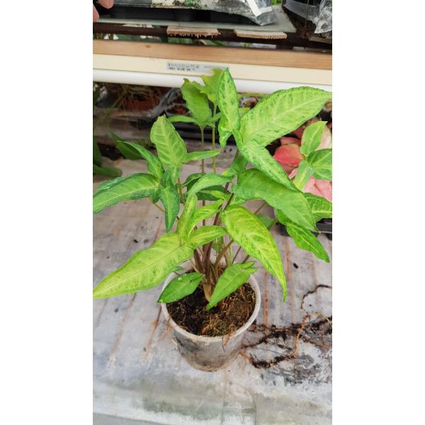 Syngonium Angustatum