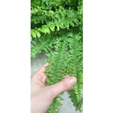 Nephrolepis exaltata 'Spiral leaf' (L)