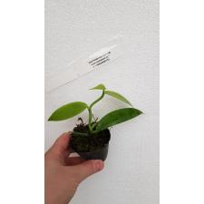 Vanilla planifolia зеленая