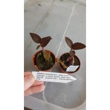orchid anoectochilus roxburghii x ludisia discolor 6004