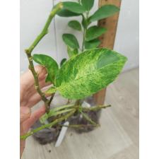 Citrus aurantifolia ‘Manao Paen’ variegated 38